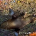 lion_sea_galapagos_cou_h_0065_ecu1149.jpg